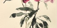 Summer Blooms