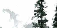 Winter Shadows